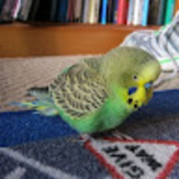 Meet your Posher, Alexander - Picture 1 of 1